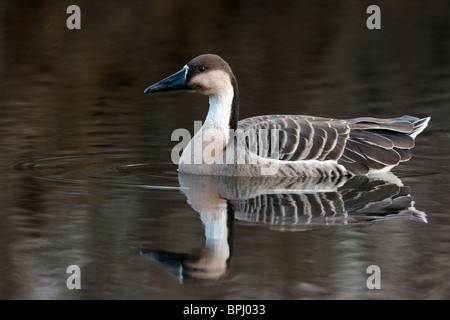 Oca cinese, Anser anser domesticus, singolo uccello nuoto su acqua, Warwickshire, Agosto 2010 Foto Stock