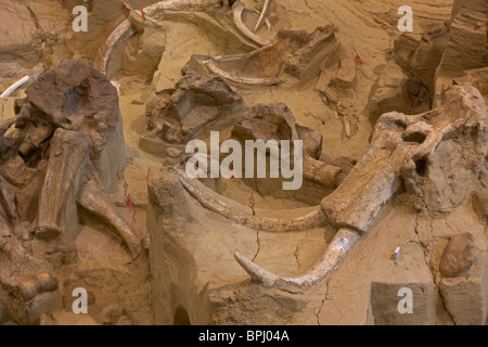 Columbian Mammoth Fossil (Mammuthus columbi) - Cranio e zanne - Dakota del Sud - USA Foto Stock