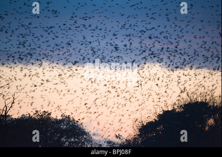 Rooks Corvus frugilegus e Jackdaws Corvus monedula arrivando a roost a Buckenham in y vengono Valle Inverno Norfolk Foto Stock