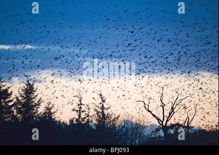 Rooks Corvus frugilegus e Jackdaws Corvus monedula arrivando a roost a Buckenham in y vengono Valle Inverno Norfolk Foto Stock