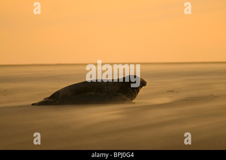 Guarnizione grigia Halichoerus grypus sulla spiaggia punto Blakeney Norfolk Novembre Foto Stock