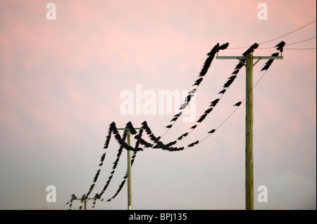 Rooks Corvus frugilegus arrivando a roost Buckenham Norfolk inverno Foto Stock