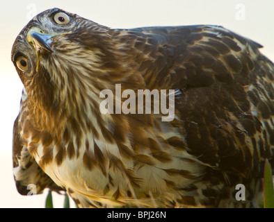 I capretti di coda rossa Hawk (Buteo jamaicensis) mangiare in preda a Santa Barbara, California, Stati Uniti d'America Foto Stock