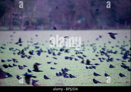 Rooks Corvus frugilegus arrivando a roost Buckenham Norfolk inverno Foto Stock