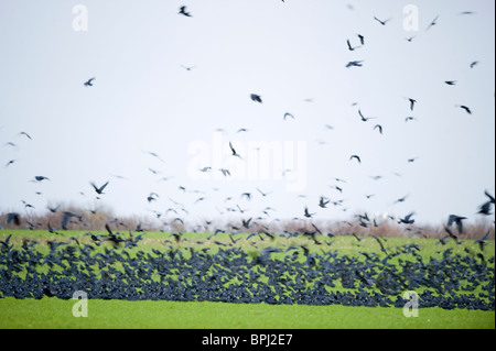 Rooks Corvus frugilegus arrivando a roost Buckenham Norfolk inverno Foto Stock