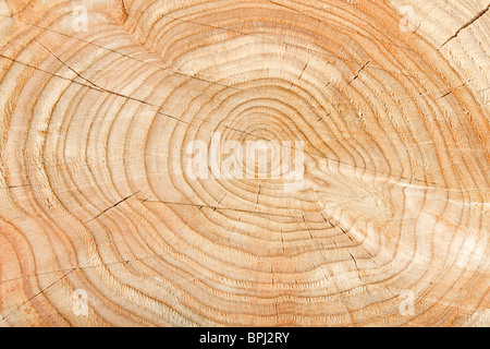 Close-up di una sezione trasversale di un ceppo di albero che mostra i cerchi di invecchiamento Foto Stock