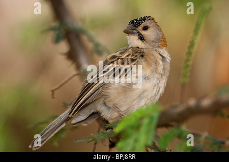 Diamante africano ( Sporopipes frontalis), Samburu e Buffalo Springs riserva nazionale, Kenya Foto Stock