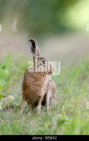 Brown lepre (Lepus europaeus) si sedette su un terreno coltivato ride. Foto Stock