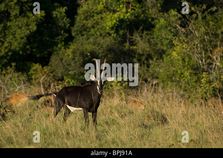 Sable Antelope ( Hippotragus niger roosevelti), Shimba Hills National Park, Kenya Foto Stock