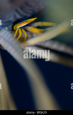 Crinoide Squat Lobster, Allogalathea elegans, Apo Reef, Tubbataha, Filippine. Foto Stock