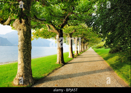 Viale di platani presso il lago di Como, Lombardia, Italia Foto Stock