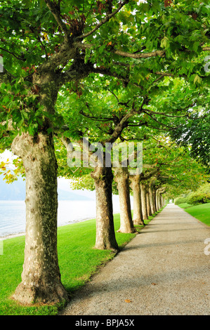 Viale di platani, Lago di Como, Lombardia, Italia Foto Stock