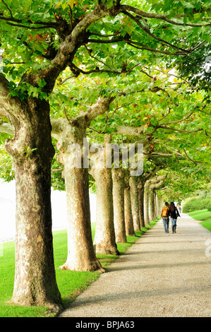 Viale di platani presso il lago di Como, Lombardia, Italia Foto Stock