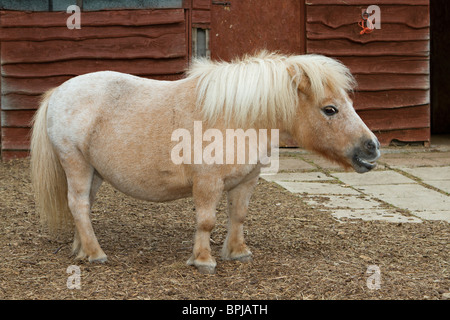 Ritratto di un simpatico in miniatura di pet pony Shetland in cantiere stabile nel Sussex, Regno Unito Foto Stock