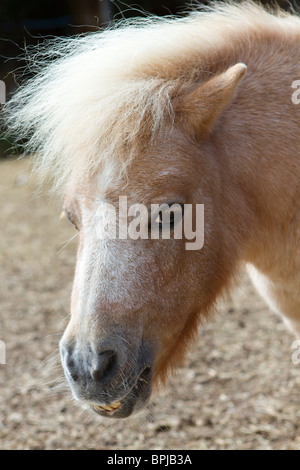 Ritratto di un simpatico in miniatura di pet pony Shetland in cantiere stabile nel Sussex, Regno Unito Foto Stock