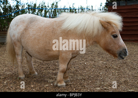 Ritratto di un simpatico in miniatura di pet pony Shetland in cantiere stabile nel Sussex, Regno Unito Foto Stock