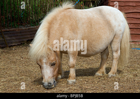 Ritratto di un simpatico in miniatura di pet pony Shetland in cantiere stabile nel Sussex, Regno Unito Foto Stock