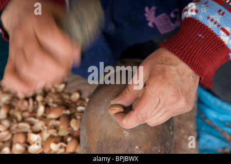 Preparare i noccioli di argan tree per produrre l'olio di argan, Essaouira, Marocco, Africa del nord Foto Stock