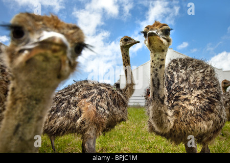 Gli struzzi su un azienda di struzzi, Cape Town Cape Peninsula, Western Cape, Sud Africa e Africa Foto Stock