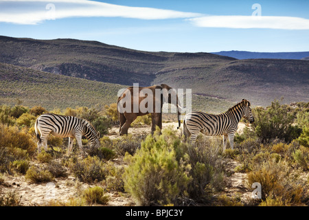 Due zebre e un elefante, Safari Aquila Lodge, Cape Town, Western Cape, Sud Afrika, Africa Foto Stock