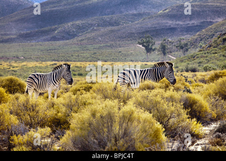 Due zebre, safari Aquila Lodge, Cape Town, Western Cape, Sud Africa e Africa Foto Stock