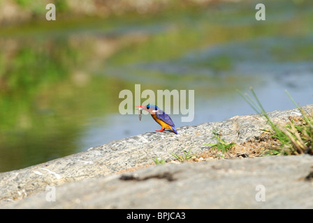 Malachite Kingfisher con pesce Foto Stock