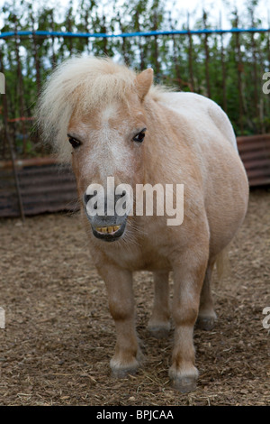 Ritratto di un simpatico in miniatura di pet pony Shetland in cantiere stabile nel Sussex, Regno Unito Foto Stock