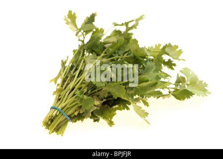 Mazzetto di aromatiche fresche di coriandolo Profumate erbe contro uno sfondo bianco con un tracciato di ritaglio e nessun popolo Foto Stock