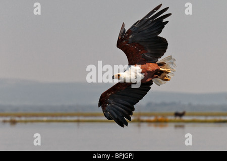 Pesce africano-eagle vola sopra il lago Naivasha, Kenya Foto Stock