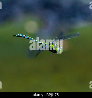 Un maschio di Southern Hawker libellula in volo su un laghetto in Oxfordshire Foto Stock