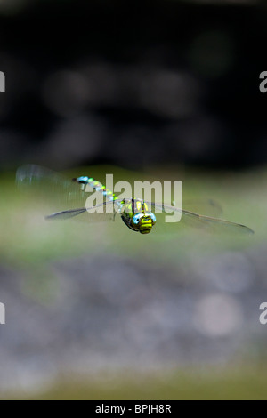 Un maschio di Southern Hawker libellula in volo su un laghetto in Oxfordshire Foto Stock