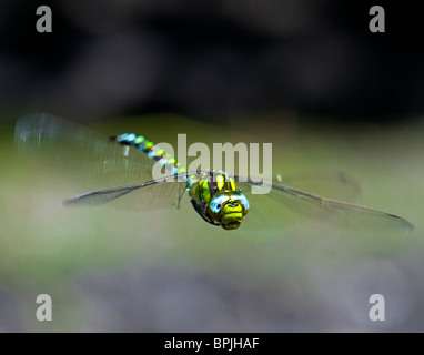 Un maschio di Southern Hawker libellula in volo su un laghetto in Oxfordshire Foto Stock