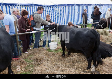 Bovini e opinione pubblica in un paese mostrano in Inghilterra. Foto Stock