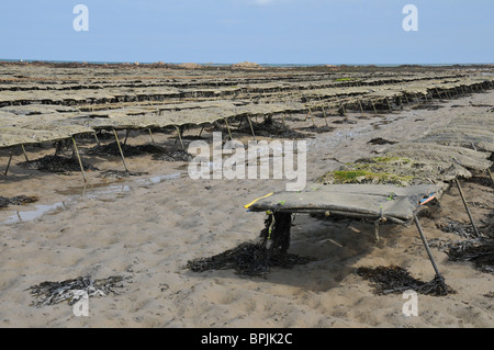 Ostriche, Royal Bay di Grouville, Jersey Foto Stock