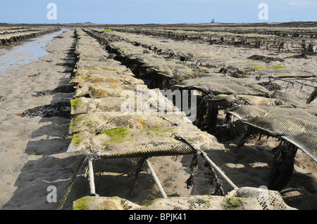 Ostriche, Royal Bay di Grouville, Jersey Foto Stock