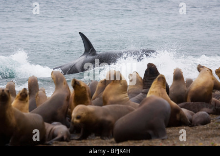 Orca o balena killer provando a caccia di leoni marini del sud cuccioli in acque poco profonde vicino spiaggia, Foto Stock