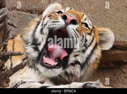 Grande tigre siberiana imbarda vicino allo zoo Foto Stock