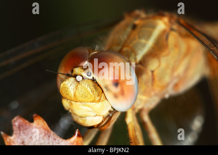 Close up femmina Dropwing viola Libellula Foto Stock