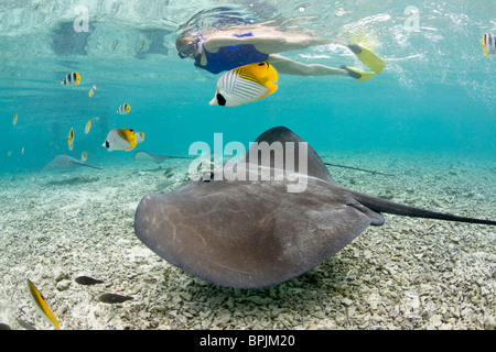 Laguna safari viaggio a fare snorkelling con marinelife - trigoni , Foto Stock