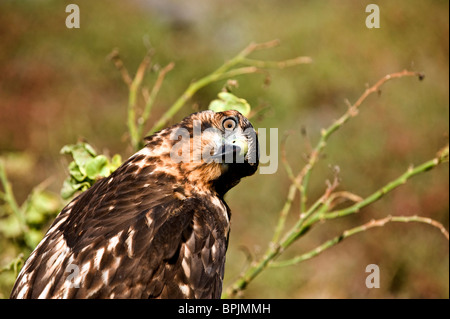 Sud America, Ecuador Isole Galapagos, Galapagos Hawk close-up di testa, armato, specie vulnerabili, Sombrero Chino Foto Stock