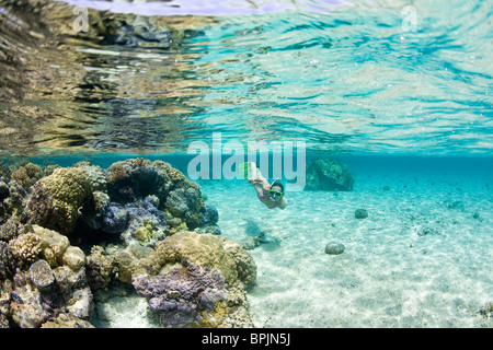 Laguna safari viaggio a fare snorkelling con marinelife - razze, piccoli squali blacktip e una varietà di colorati pesci di scogliera Foto Stock