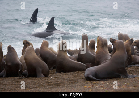 Orca o balena killer provando a caccia di leoni marini del sud cuccioli in acque poco profonde vicino spiaggia, Foto Stock