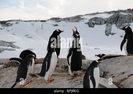 I pinguini di Gentoo su de Cuverville Island, l'Antartide. I pinguini si riconoscono reciprocamente mediante il suono delle loro voci. Foto Stock