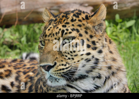 Maschio di leopard closeup che mostra i dettagli del viso e lo schema Foto Stock