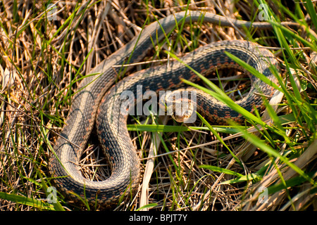 Orientale innocuo serpente giarrettiera in area erbosa. Foto Stock