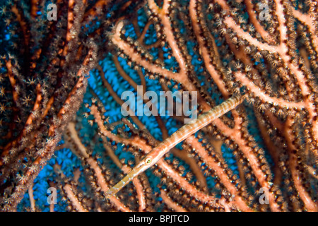 Trumpetfish tra Deepwater Mare Fan Hol Chan Marine preservare, Belize Barrier Reef-2nd più grande al mondo Foto Stock