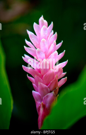 Lo zenzero rosa, Hawaii Tropicale Giardino Botanico, Onemea, Hamakua coast, isola di Hawaii Foto Stock