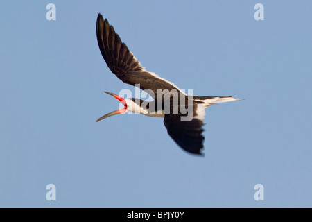 Skimmer nero in volo Foto Stock