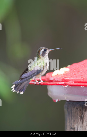 Chiazzato Hummingbird (Adelomyia melanogenys maculata), alimentatore a. Foto Stock