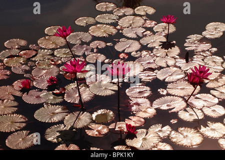 Fiore di loto, a sud di Goa, India Foto Stock